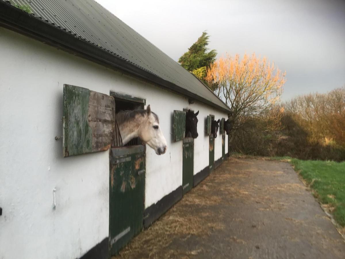 Dromelihy House Stud Hostal Doonbeg Exterior foto